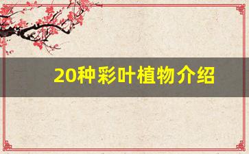 20种彩叶植物介绍