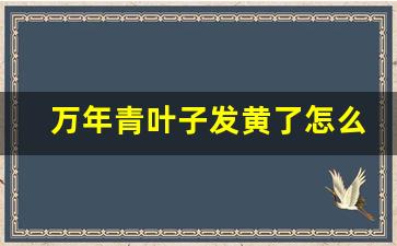 万年青叶子发黄了怎么办_万年青发黄放什么东西好