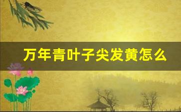 万年青叶子尖发黄怎么办_万年青的叶子尖黄了怎么回事