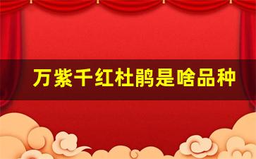 万紫千红杜鹃是啥品种_万紫千红树种植方法