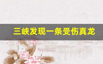 三峡发现一条受伤真龙的照片_中国最后一只龙死在哪