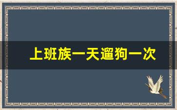 上班族一天遛狗一次