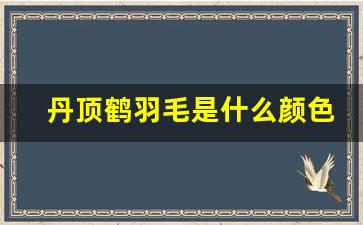 丹顶鹤羽毛是什么颜色