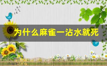 为什么麻雀一沾水就死了_麻雀宁愿饿死也不愿被圈养