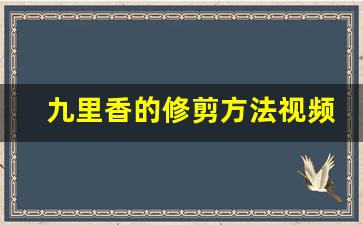 九里香的修剪方法视频_九里香花败后要剪掉吗