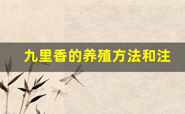 九里香的养殖方法和注意事项_九里香一年开几次花