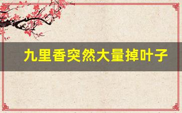 九里香突然大量掉叶子怎么办_九里香掉叶子的原因和解决方法