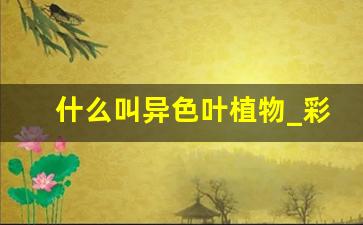 什么叫异色叶植物_彩叶树有哪些观赏效果