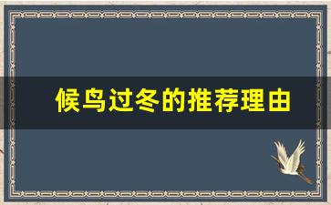 候鸟过冬的推荐理由