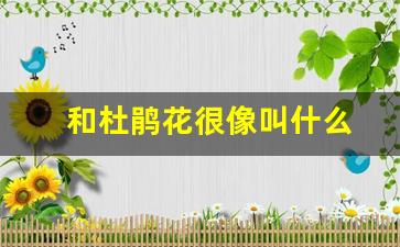 和杜鹃花很像叫什么