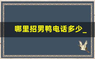 哪里招男鸭电话多少_招聘私人男公关包吃住