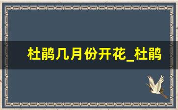 杜鹃几月份开花_杜鹃花开大结局