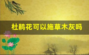 杜鹃花可以施草木灰吗