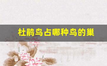 杜鹃鸟占哪种鸟的巢