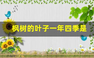 枫树的叶子一年四季是什么颜色_枫树的介绍和特点