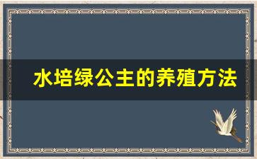 水培绿公主的养殖方法和注意事项_绿公主一年开几次花