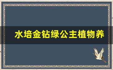 水培金钻绿公主植物养殖方法_水培金钻怎么养才能更旺盛