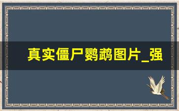 真实僵尸鹦鹉图片_强行抓鹦鹉他会记仇吗