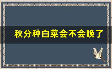 秋分种白菜会不会晚了_9月份播种的蔬菜明细表