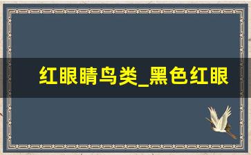 红眼睛鸟类_黑色红眼睛的鸟