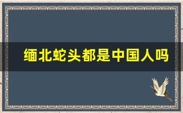 缅北蛇头都是中国人吗