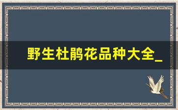 野生杜鹃花品种大全_白色杜鹃花