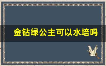 金钻绿公主可以水培吗_金钻绿公主盆栽怎么养护