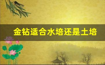 金钻适合水培还是土培_金钻绿公主可以水培吗