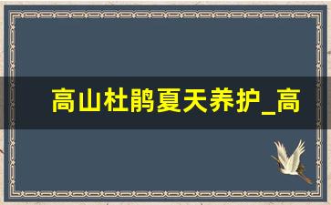 高山杜鹃夏天养护_高山杜鹃枯萎病