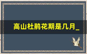 高山杜鹃花期是几月_高山杜鹃养护的十大注意事项